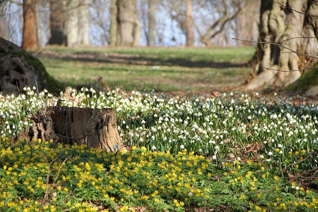 Bild: Der Fr&uuml;hling kommt - im Park Hohenrode ist er schon ein bisschen da