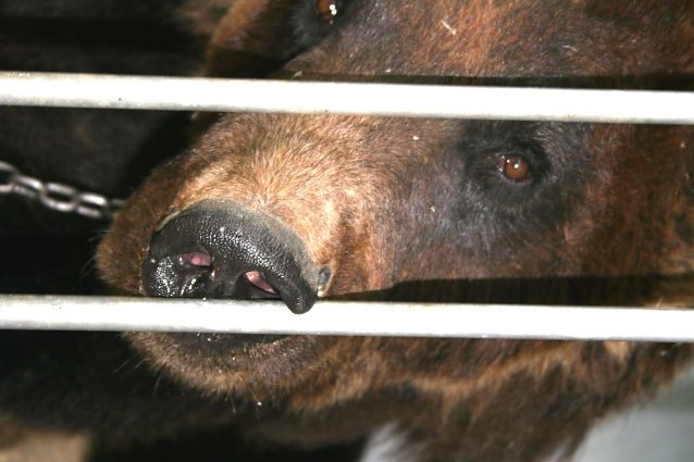 Bild: B&auml;r Ben