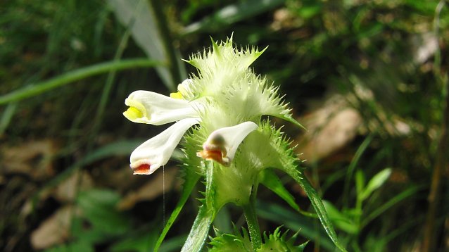 Bild: Auch der stark gef&auml;hrdete Kamm-Wachtelweizen (Melampyrum cristatum) war einst Teil der Kohnsteinflora (16.7.2012)