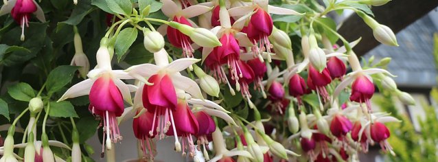 Bild: 4. Fuchsienschau in der Nordh&auml;user Traditionsbrennerei