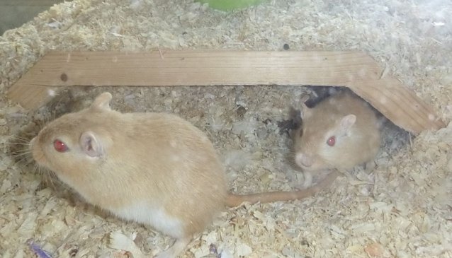 Bild: Tiere der Woche: Max und Moritz