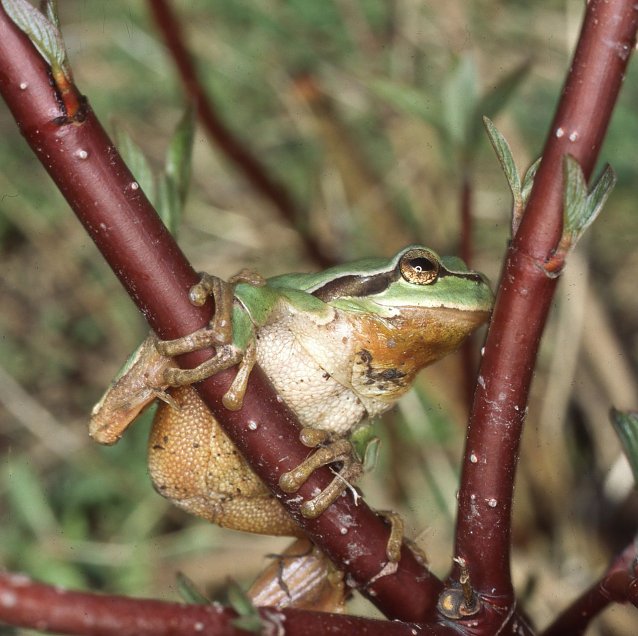 Bild: Frischer Lebensraum f&uuml;r den Laubfrosch - BUND startet T&uuml;mpel-Aktion