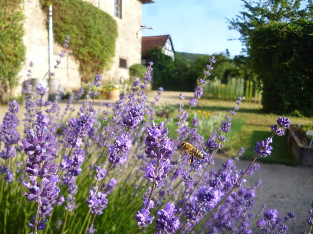 Bild: Bienen am Lavendel im Kloster Michaelisstein
