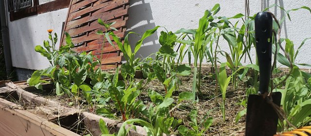 Bild: Urban Gardening in Nordhausen
