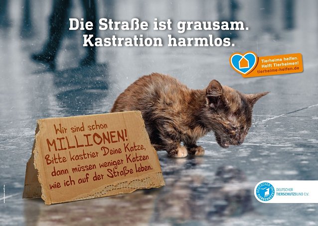 Bild: Hoffnung f&uuml;r Stra&szlig;enkatzen