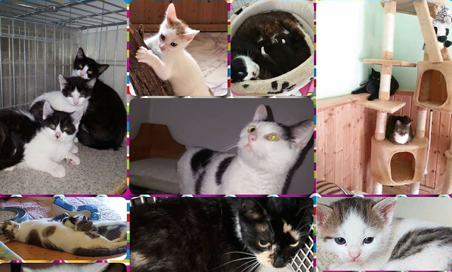 Bild: Katzen nehmen &Uuml;berhand im Nordh&auml;user Tierheim
