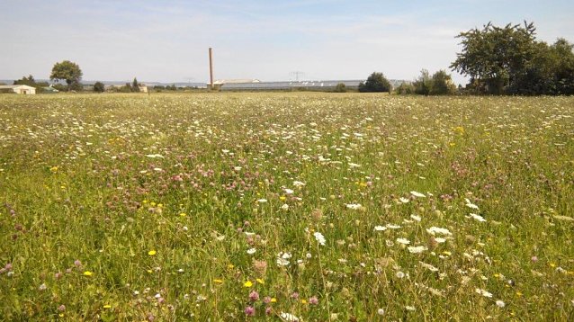 Bild: Bl&uuml;hende Wiesen bei Heringen � ein Paradies f&uuml;r allerlei n&uuml;tzliche  Insekten