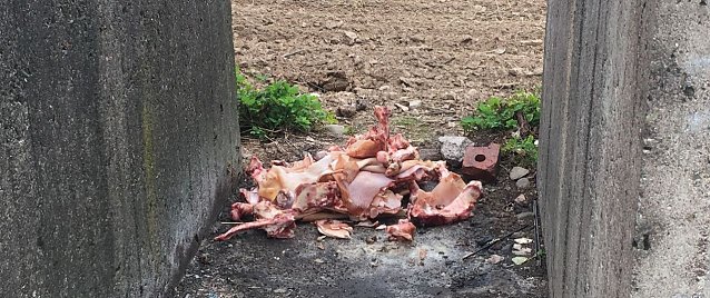Bild: Wieder Schlachtabf&auml;lle entsorgt