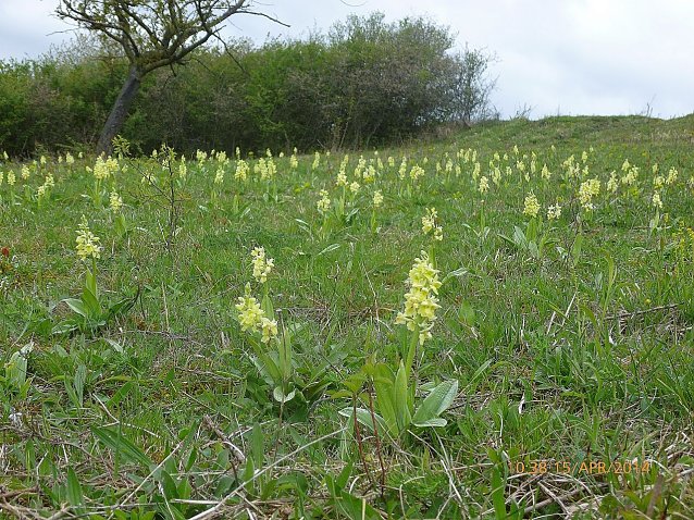 Bild: Orchis pallens � das Blasse Knabenkraut. Th&uuml;ringen tr&auml;gt auf Grund des insgesamt kleinen weltweiten Areals der Art mit seinen relativ vielen Best&auml;nden der Orchidee eine gro&szlig;e globale Verantwortung f&uuml;r ihre Erhaltung. Die Politik jedoch behandelt den Naturschutz tendenziell nach wie vor stiefm&uuml;tterlich. Die Aufnahme entstand 2014.