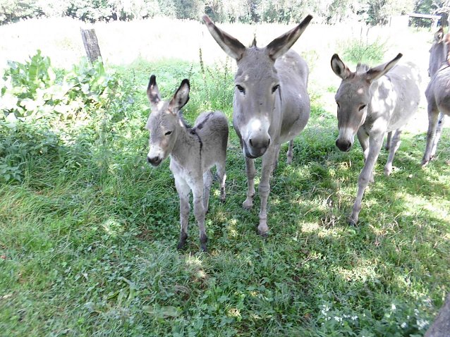 Bild: Nachwuchs auf der Forst Farm