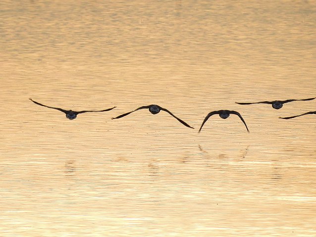 Bild: Kraniche im Anflug
