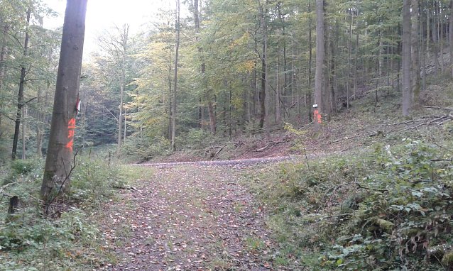 Bild: Wo geht es hier zum Poppenberg? Nach rechts aufw&auml;rts oder nach links abw&auml;rts? Die beiden sichtbaren Tafeln geben keine Auskunft: Auf der einen steht nur Netzkater und auf der anderen wird die Route eines Volkslaufes angezeigt. Die Abzweigung befindet sich am Weg Netzkater-Schr&ouml;tersruhe-Poppenberg. Dreimal darf man raten: Zum Poppenberg geht es nach links abw&auml;rts. � Das ist nur Beispiel von sehr 