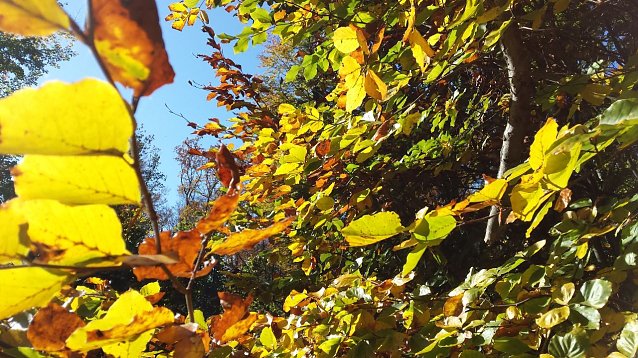 Bild: Herbstlaub im Harzwald