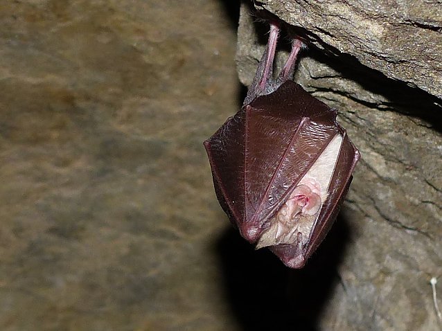 Bild: Gl&uuml;ckliche Flederm&auml;use an der Numburg