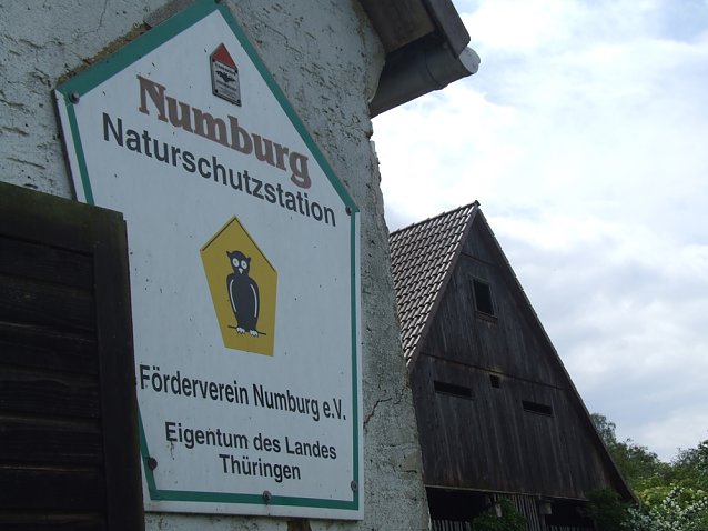 Bild: Gl&uuml;ckliche Flederm&auml;use an der Numburg