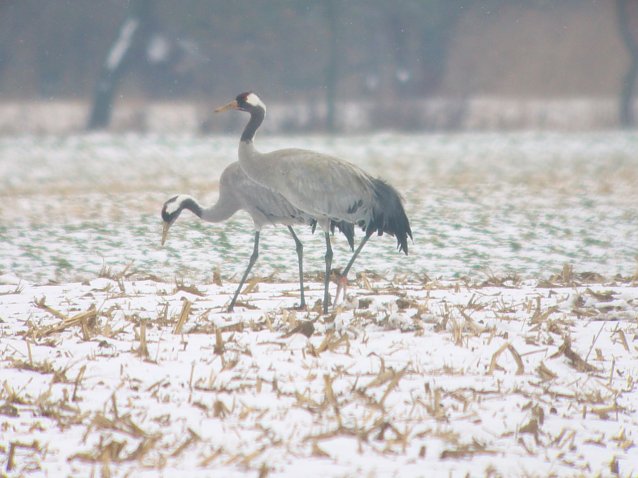 Bild: Kraniche im Schnee 