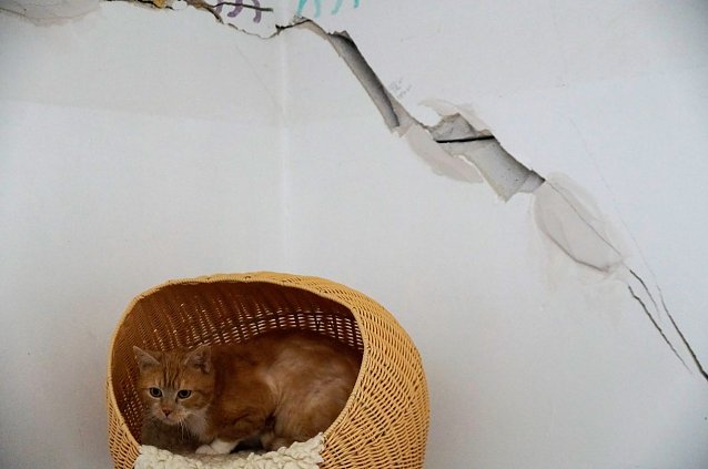 Bild: Fassadensch&auml;den am Katzenhaus bereiten dem Tierheim Sorgen