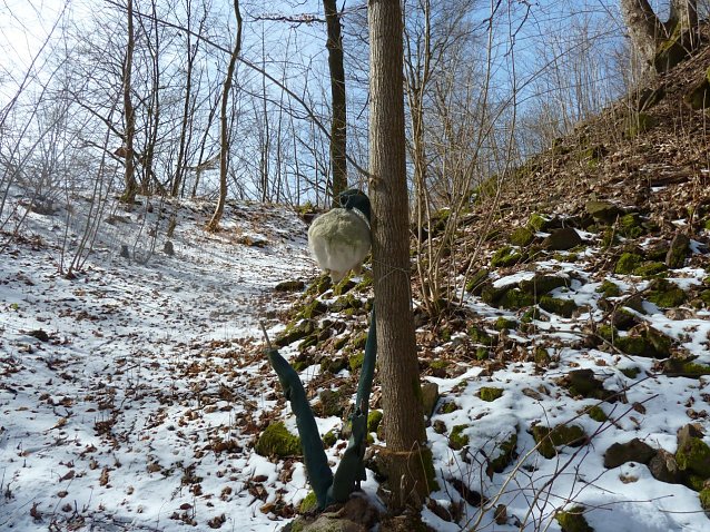 Bild: Wanderung auf dem Sagenpfad