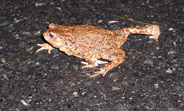 Bild: Kr&ouml;te auf Wanderschaft - Allj&auml;hrlich sterben mehrere tausend Amphibien den Stra&szlig;entod