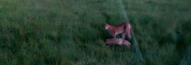 Bild: Luchs-Sichtung bei Auleben