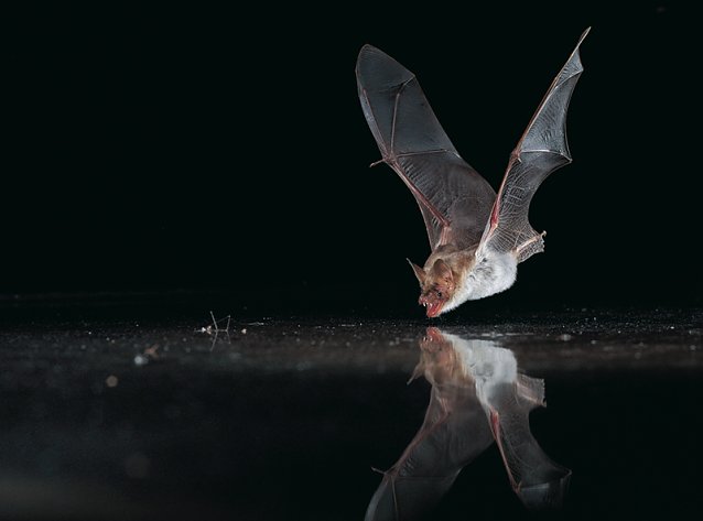 Bild: Wasserflederm&auml;use sind auch an der Salza zu Hause
