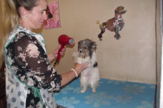 Bild: Geduldig l&auml;sst sich der Yorkshire Terrier pflegen. Die Tierfriseuse z&uuml;chtet selbst Hunde.