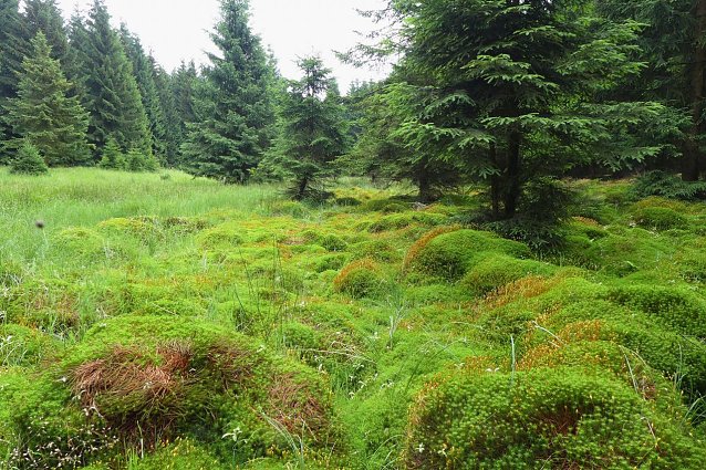 Bild: Quellqwiese im Graubachtal