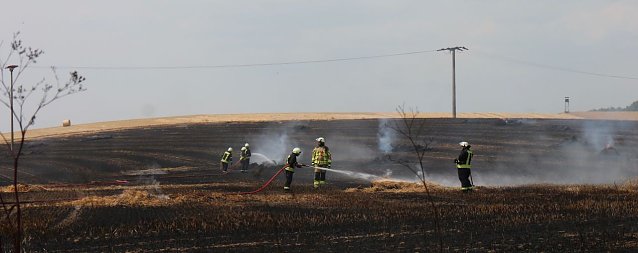 Bild: Abgebranntes Feld bei Niedersachswerfen