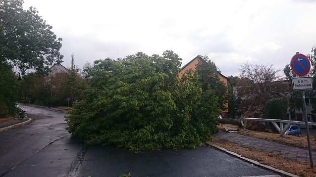 Bild: Unwetterschaden am Weinberg