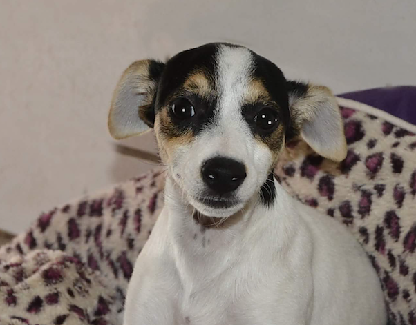Bild: Tier der Woche: Minni