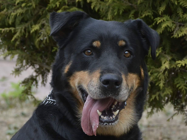Bild: Tier der Woche: Cora