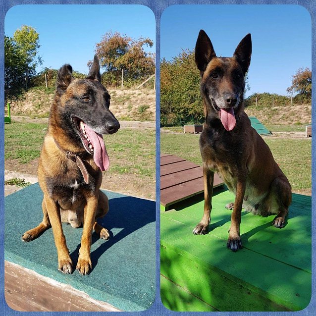 Bild: Tiere der Woche: Lee und Bobby