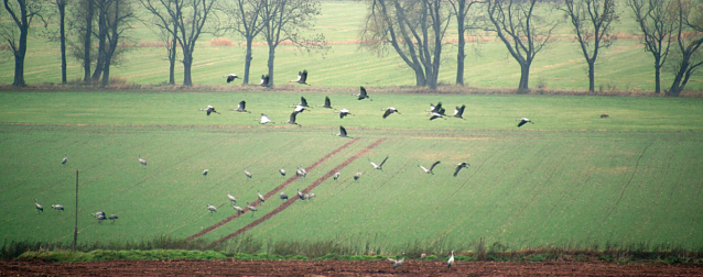 Bild: Kraniche im Feld