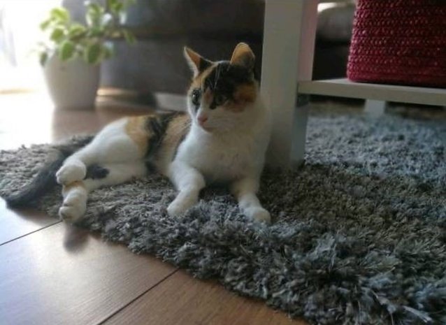 Bild: Katze Nala wird in Niedersachswerfen wird vermisst