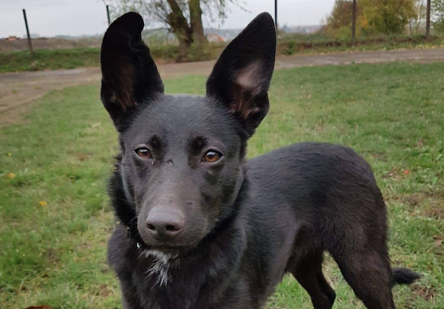 Bild: Tier der Woche: Nala