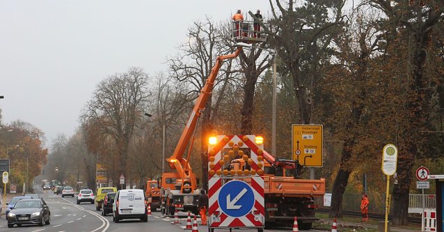 Bild: In der Parkallee m&uuml;ssen 13 Kastanien gef&auml;llt werden