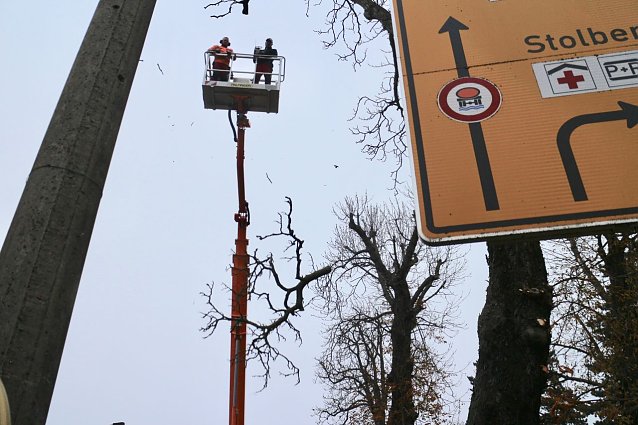 Bild: In der Parkallee m&uuml;ssen 13 Kastanien gef&auml;llt werden