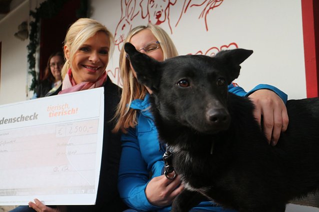 Bild: Sucht ein neues zu Hause: Mischlingsh&uuml;ndin Nala