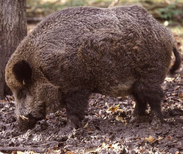 Bild: Wildschwein