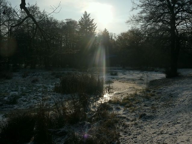 Bild: Winter im Park