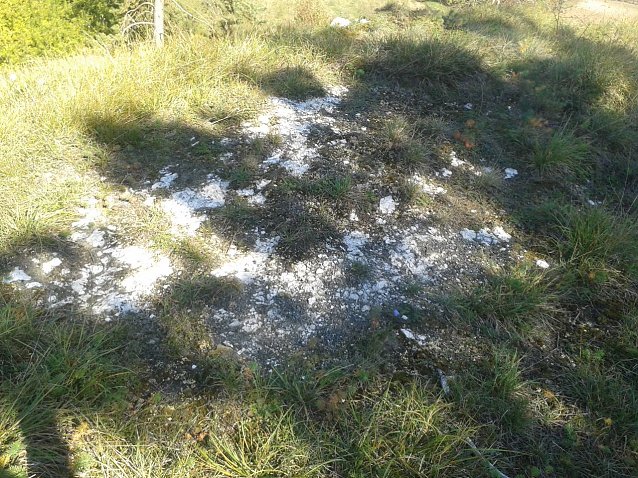 Bild: Squamarina lentigera siedelt im Landkreis, wie alle anderen "Bunten Erdflechten" auch, auf alten, offenen Gipsschuttfluren oder Gipsfelsen. Nicht alle derartigen F&auml;chen sind jedoch f&uuml;r diese Spezialisten geeignet. Sie gehen durch Verbuschung, Vergrasung, atmosph&auml;rische Schadstoffeintr&auml;ge, Gipsabbau und ungeeignete Bewirtschaftung immer weiter zur&uuml;ck.