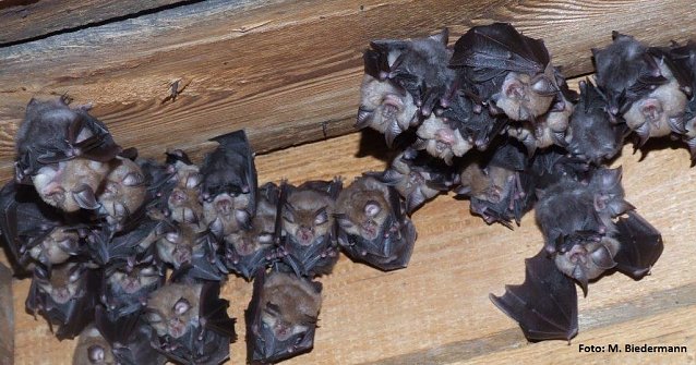 Bild: Kolonie der "kleinen Hufnase" 