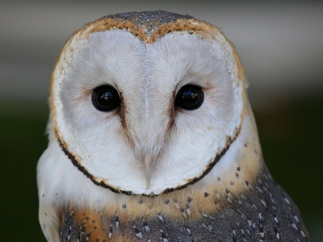 Bild: Ornithologischer Vortrag im Thomas-Mann-Haus