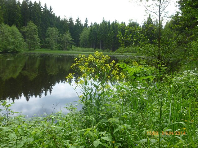 Bild: Ein einzelnes Exemplar des invasiven Neophyten hat sich den Stierbergteich bei Sophienhof zu seiner Heimat erkoren. Im Jahre 2014 hatte die Orientalische Zackenschote die naturnahe Ufervegetation noch nicht verd&auml;ngt
