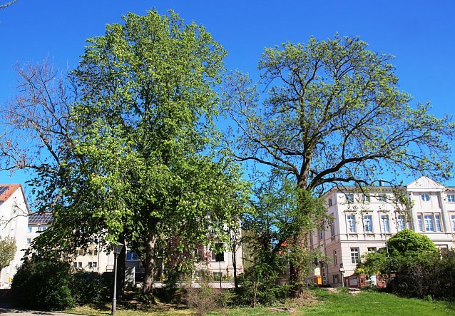 Bild: Ulmen in der Promenade