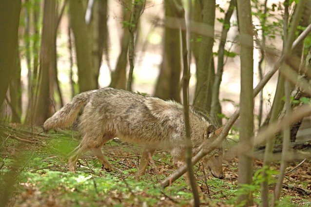 Bild: Jungwolf