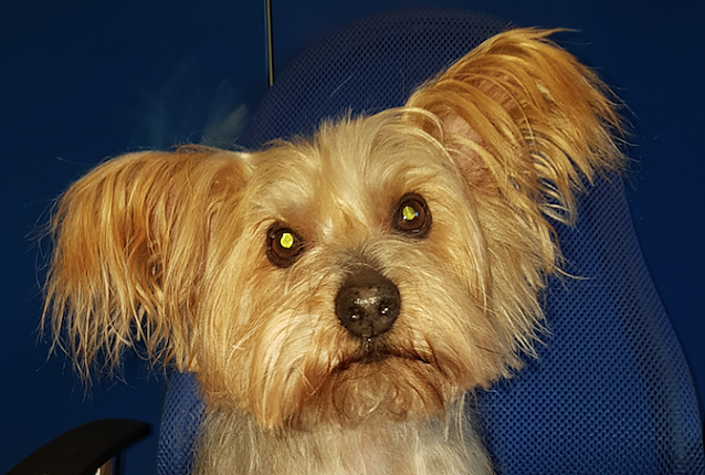 Bild: Tier der Woche: Teddy