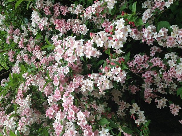 Bild: Im Park Hohenrode ist auch die Flora bereit f&uuml;rs Fest