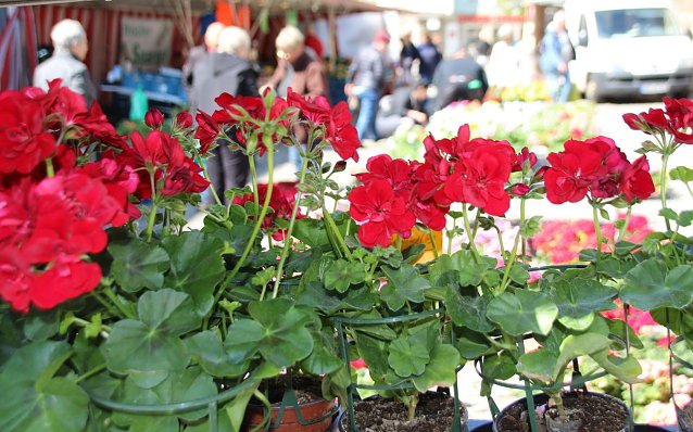 Bild: Der Blumen- und und Pflanzenmarkt am Samstag den 11.5 von 8.00 -17.00 Uhr auf dem Nordh&auml;user Rathausplatz statt