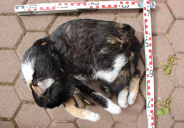 Bild: Das tote Tier wurde zur Untersuchung an das Veterin&auml;ramt &uuml;bergeben, um die genaue Todesursache festzustellen.